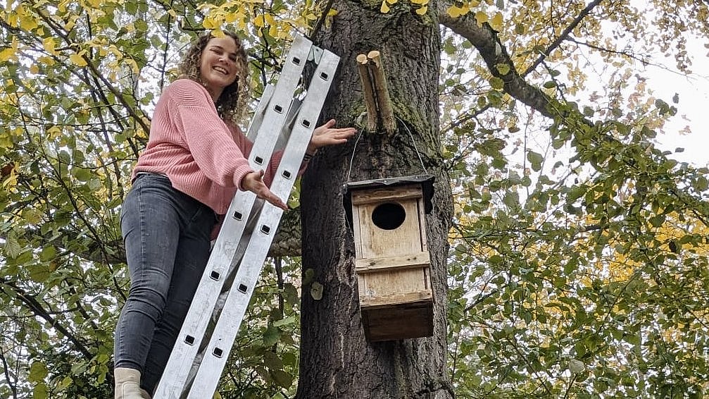 Aufhängen eines Waldkautznistkastens am Bunsen-Gymnasium