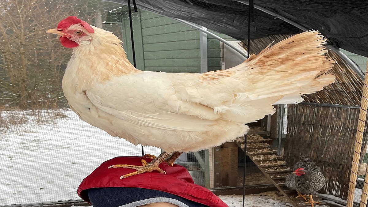 Unsere Hühner sind zahm.