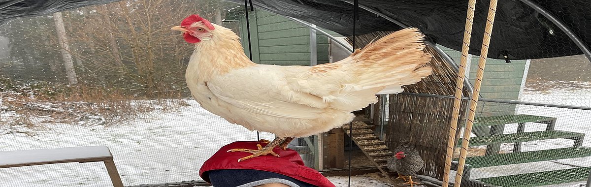 Unsere Hühner sind zahm.