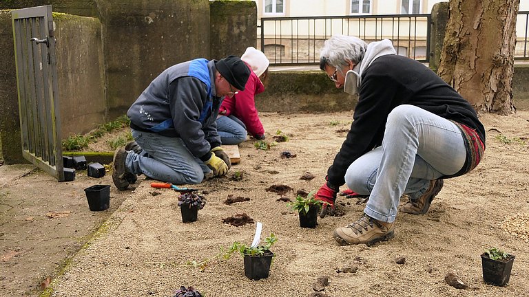 Eine Frau und zwei Männer pflanzen kleine Setzling auf ein großes brachliegendes Bodenstück.