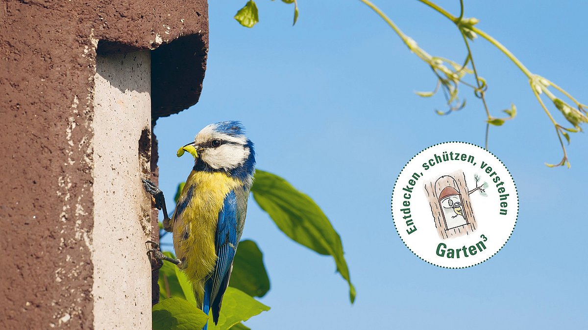 Eine Blaumeise sitzt vor dem Einflugloch eines Nistkastens. Sie trägt im Schnabel eine Made. Seitlich davon befindet sich ein Störer mit der Aufschrift Entdecken, schützen, verstehen - Garten hoch drei.