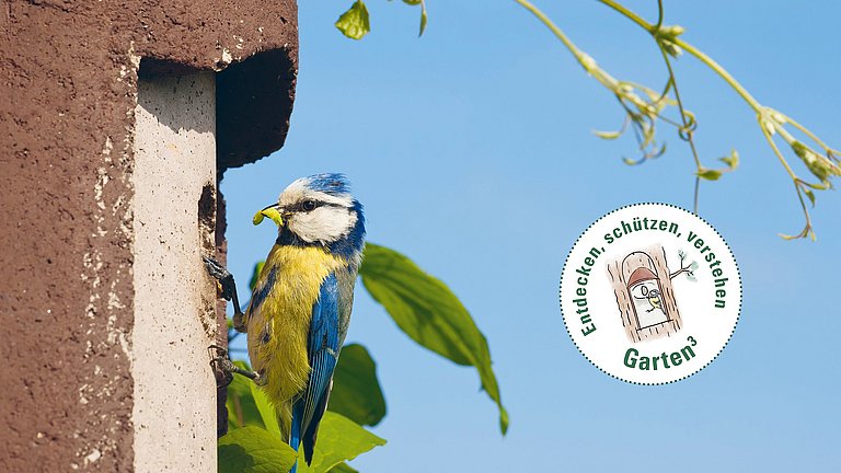 Eine Blaumeise sitzt vor dem Einflugloch eines Nistkastens. Sie trägt im Schnabel eine Made. Seitlich davon befindet sich ein Störer mit der Aufschrift Entdecken, schützen, verstehen - Garten hoch drei.