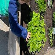 Kinder helfen mit bei der Gartenpflege (Salat, Kräuter, Blumen & Gemüse).
