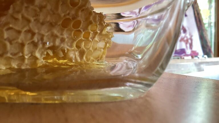 Wir probieren Honig frisch aus der Wabe.