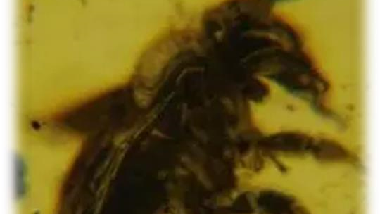 50 Millionen Jahre alt - Biene im Bernstein.