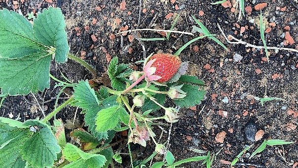 Unsere erste eigene Erdbeere.