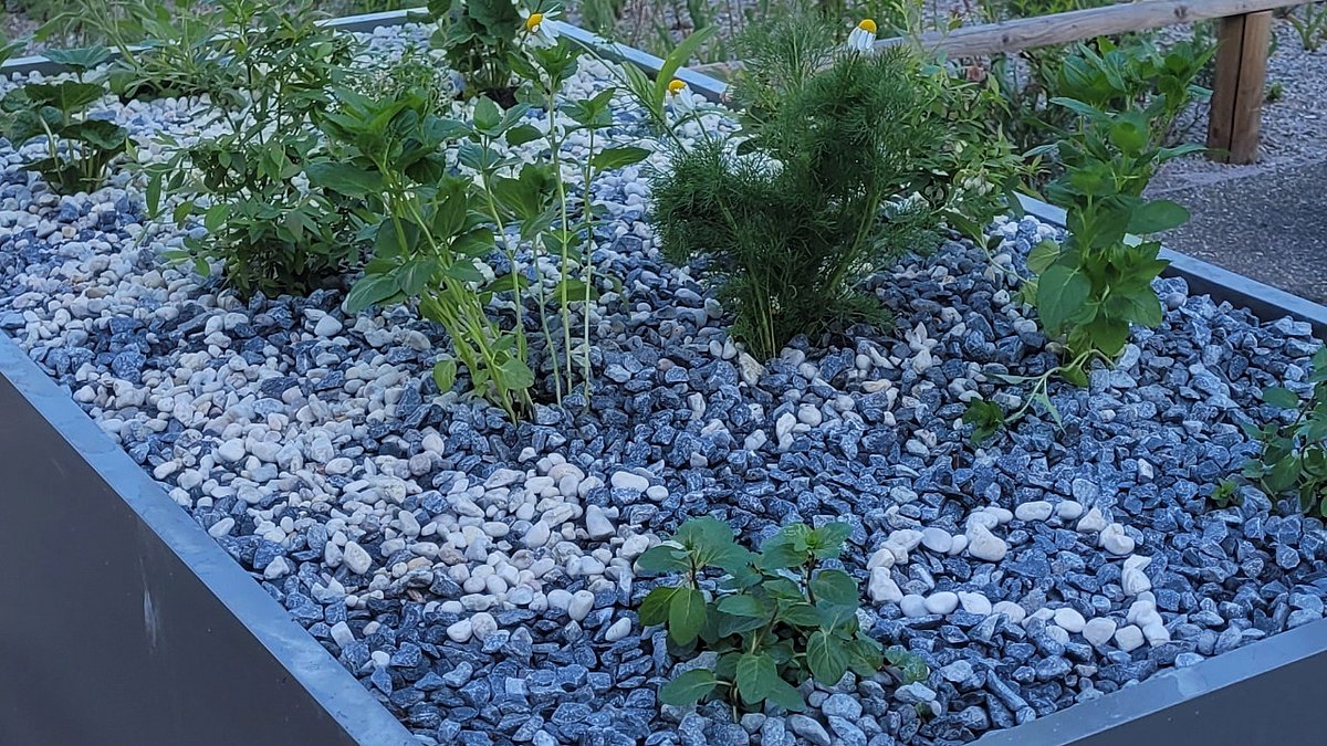 Hochbeet mit erster Bepflanzung.