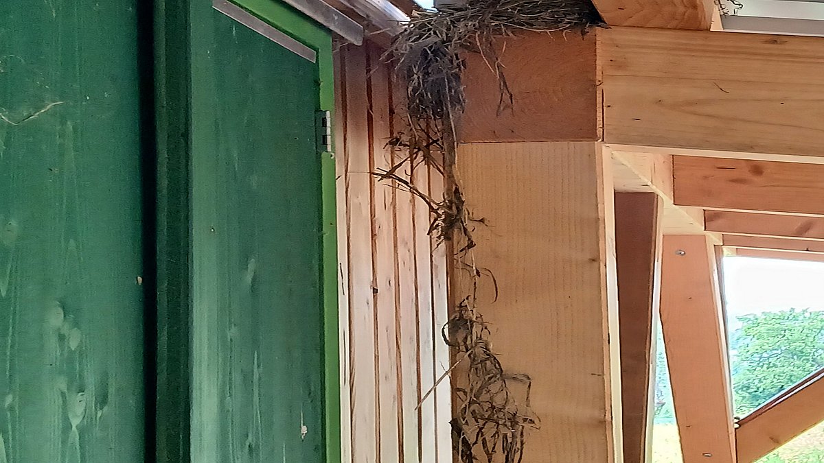 Unter dem Vordach einer unserer Bauwägen hat sich ein Vogelpaar eingenistet und brütet dort momentan.