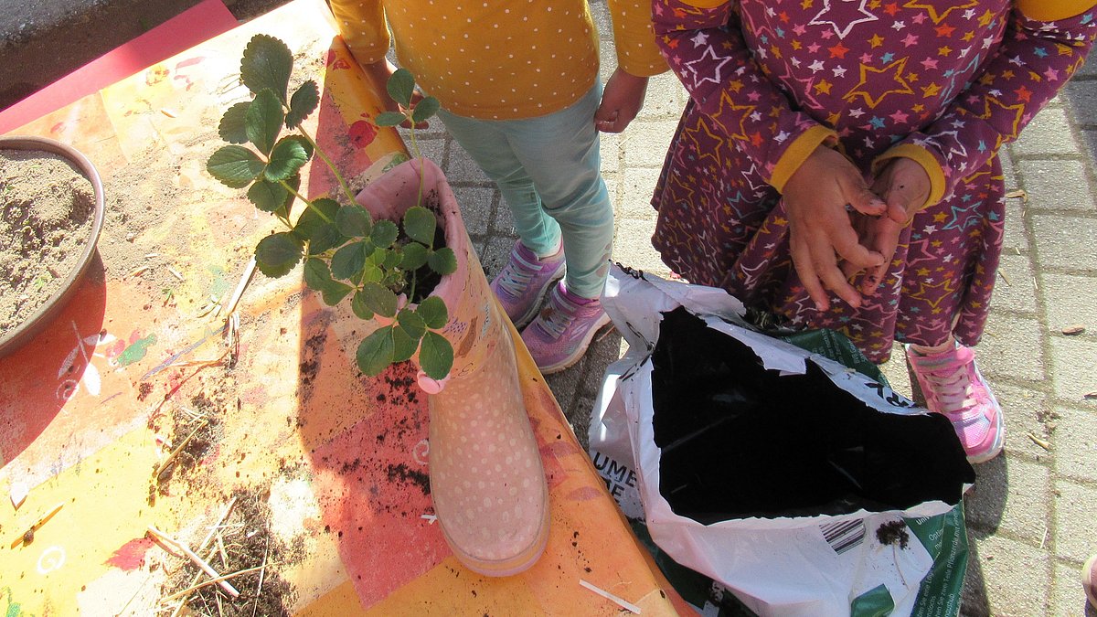 Erdbeeren pflanzen in ausgedienten Gummistiefeln.
