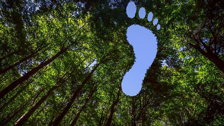 Blick von unten nach oben in einem dicht begrünten Wald. Im Himmel ist ein Ausschnitt eines Fußes zwischen den Baumkronen zu sehen.