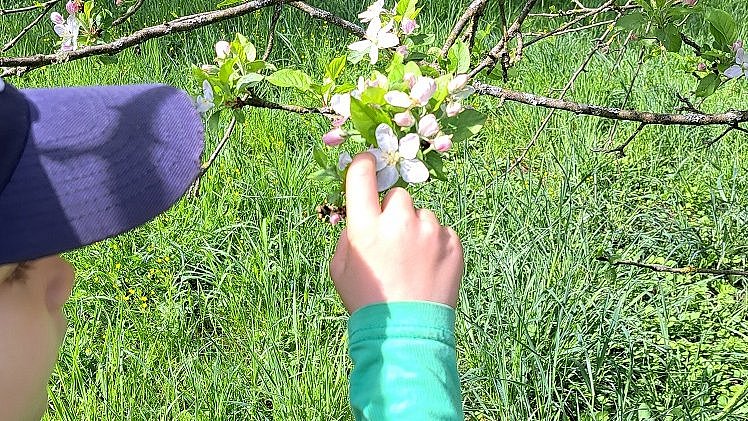Beobachtung der Blüte, Klimawandel, was passiert, wenn Blüte zu früh.
