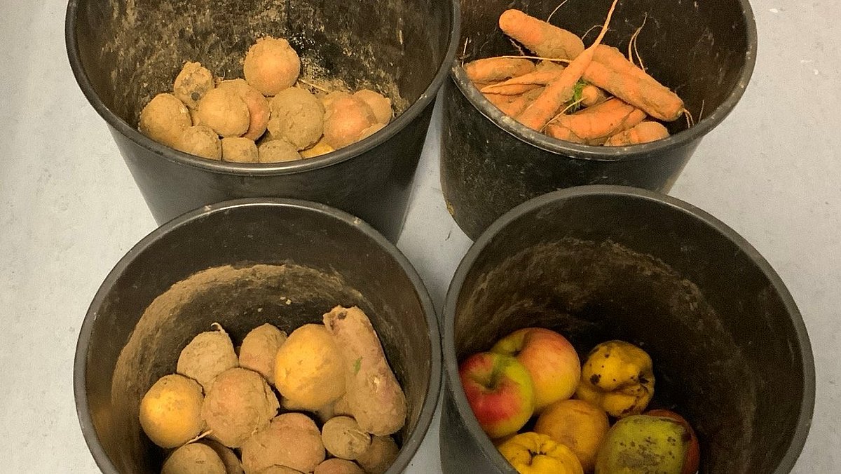 Vier schwarze Eimer mit Kartoffeln, Äpfeln, Zwiebeln und Kartotten.