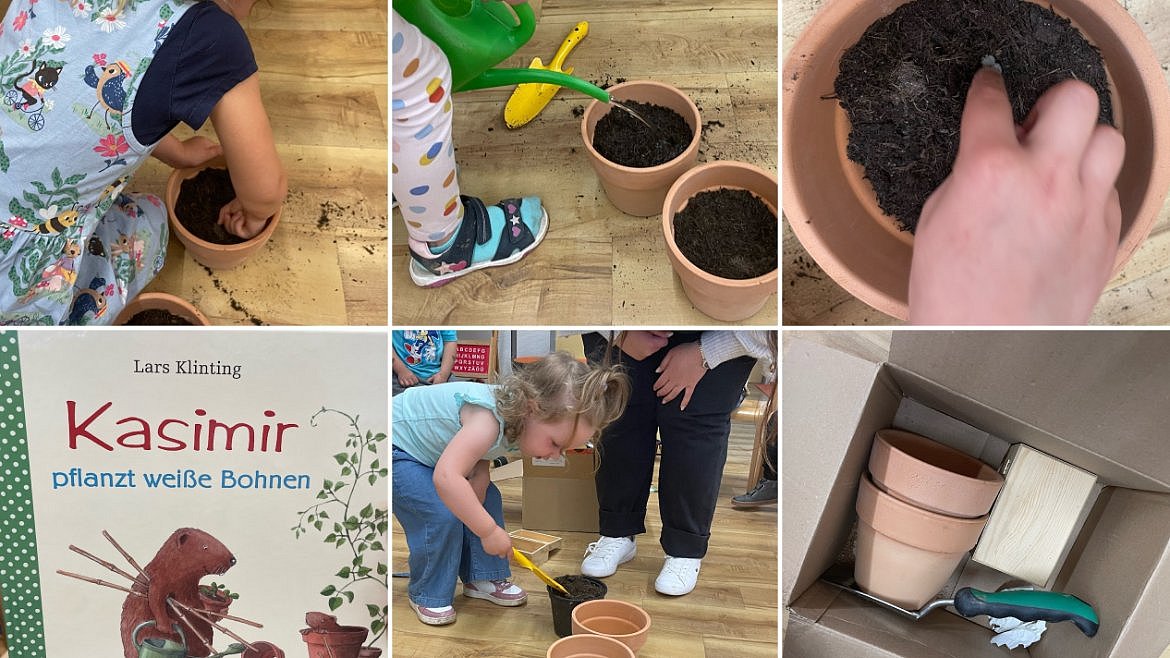 In der Zwischenzeit beschäftigten sich die Kinder mit dem Kinderbuch „Kasimir pflanzt weiße Bohnen“, um das Wachstum der kleinen Bohnenpflanzen zu beobachten.