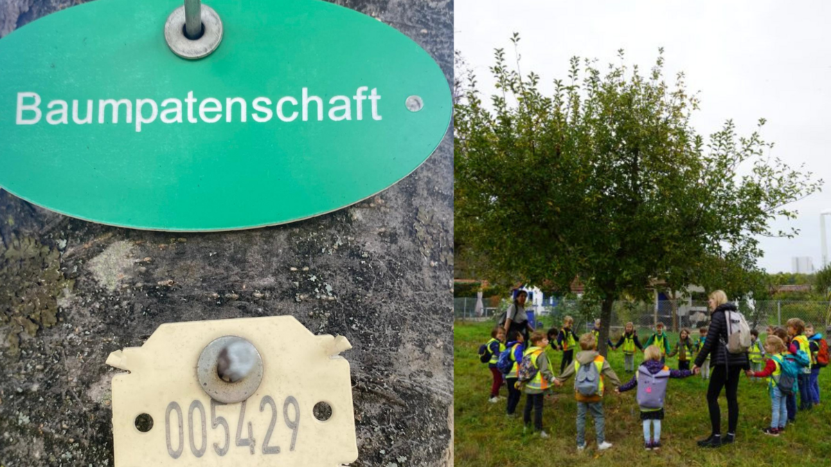 Besuch des Patenbaums anlässlich des Tages des Baumes.