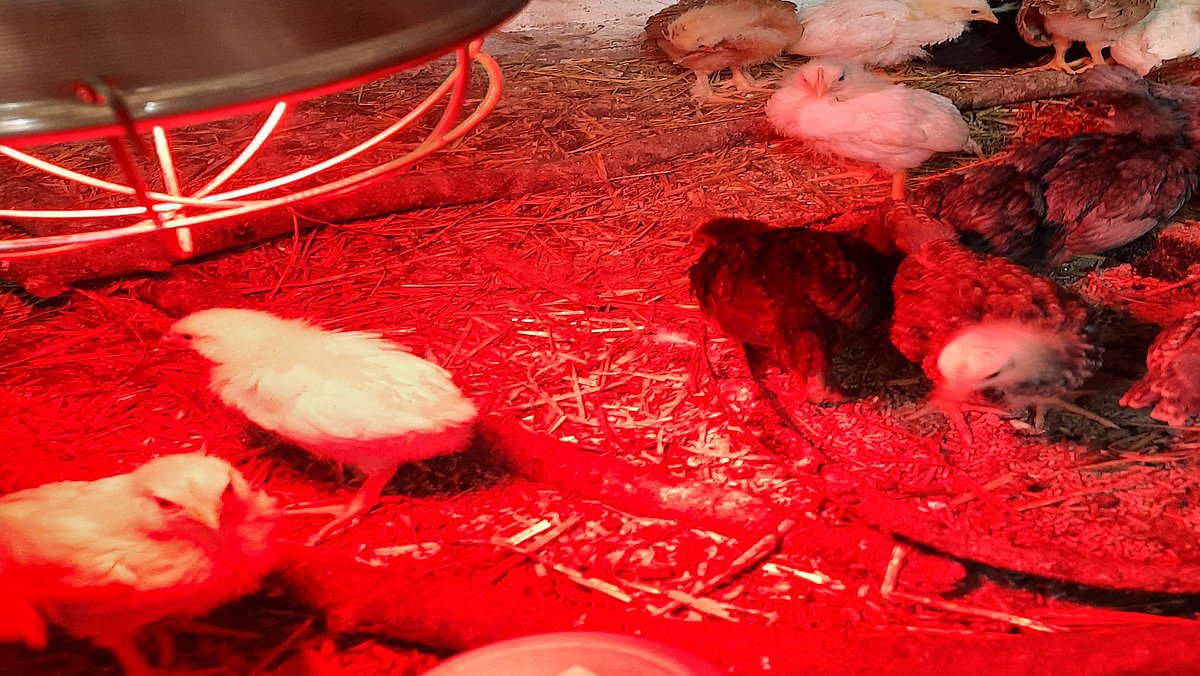 Alle Küken sind geschlüpft.