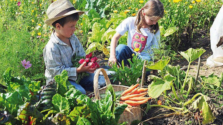 Ein Junge und ein Mädchen ernten im Schulgarten Radischen und Karotten.