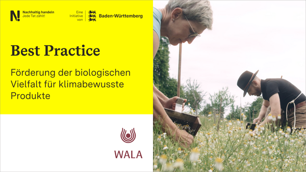 Links schwarzer Text auf gelbem Hintergrund „Best Practice, Förderung der biologischen Vielfalt für klimabewusste Produkte", darunter das WALA Logo, rechts zwei Menschen, die Kamillenblüten pflücken..