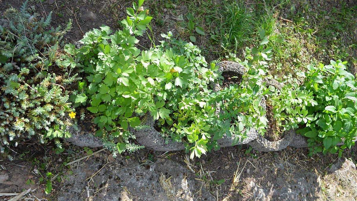 Anbau von Kräuter- und Heilpflanzen in der Kita.