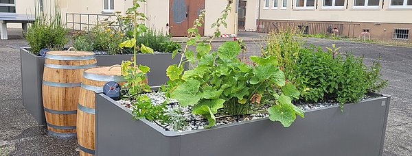 Bewässerungssystem eines Hochbeets mit Pflanzen