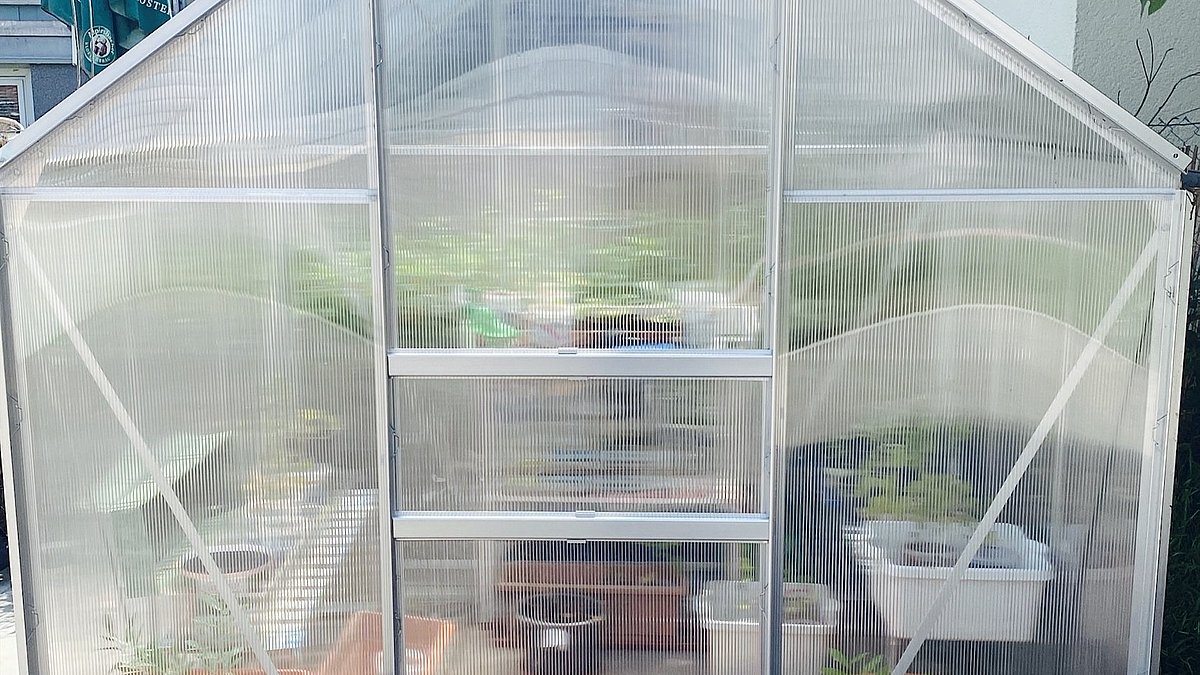 Die Kinder beobachten mit großer Begeisterung, wie schnell sich die Pflanzen entwickeln und sind schon ganz gespannt auf den Vergleich mit den Setzlingen im Freien. Es ist faszinierend zu sehen, wie unterschiedlich sich die Pflanzen an den beiden Standorten entwickeln.