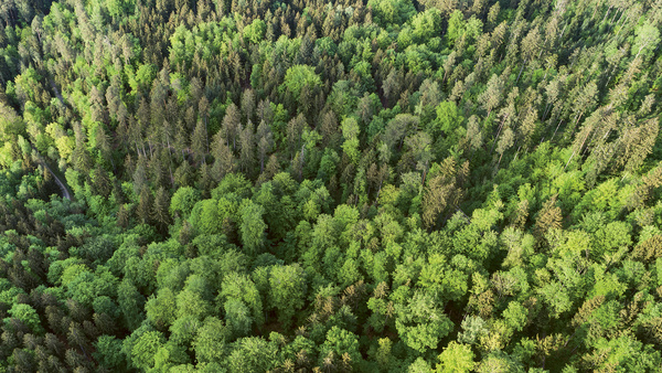 Eine Luftaufnahme des Schurwaldes (Rems-Murr-Kreis, Baden-Württemberg) zeigt die Baumkronen des Waldes von oben.
