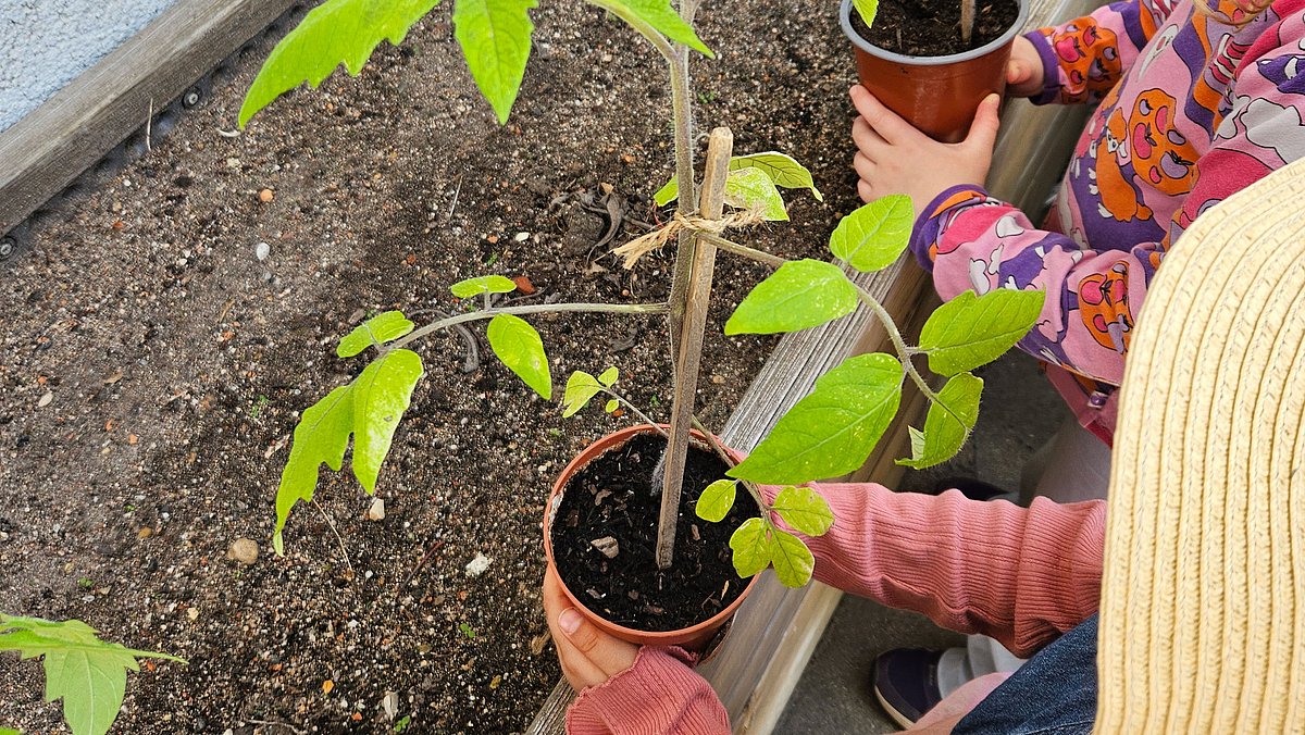 Anpflanzen der Tomatenpflanzen