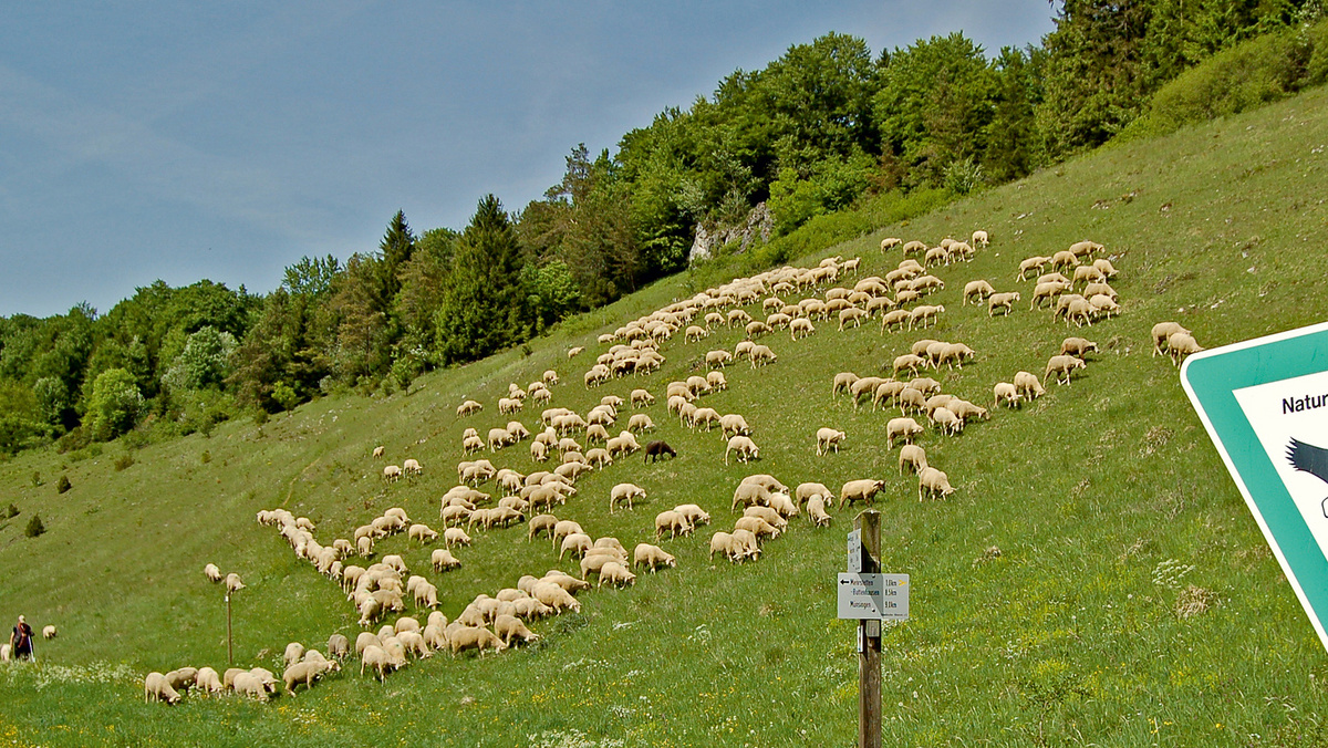 Eine Herde Schafe weidet an einem sanften Hang auf der Schwäbischen Alb in einem Naturschutzgebiet.