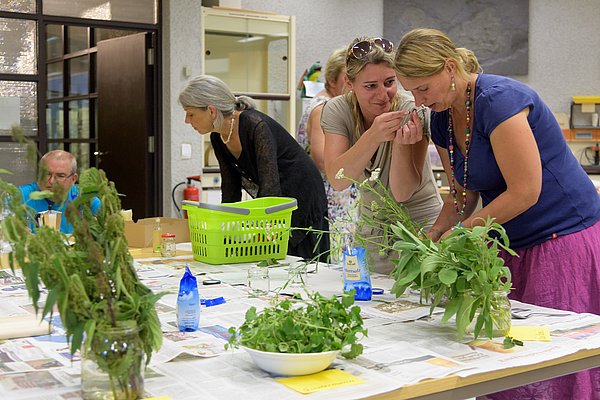 Wiesenschätze-Workshop Teilnehmende betrachten verschiedenste Kräuter