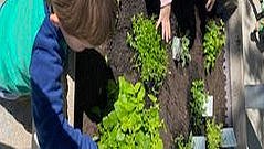 Kinder helfen mit bei der Gartenpflege (Salat, Kräuter, Blumen & Gemüse).