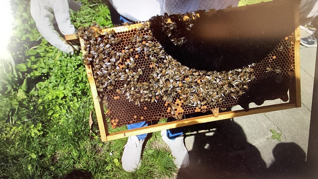 Ein Rahmen voll mit Bienen und Waben.