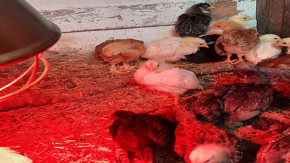 Alle Küken sind geschlüpft.