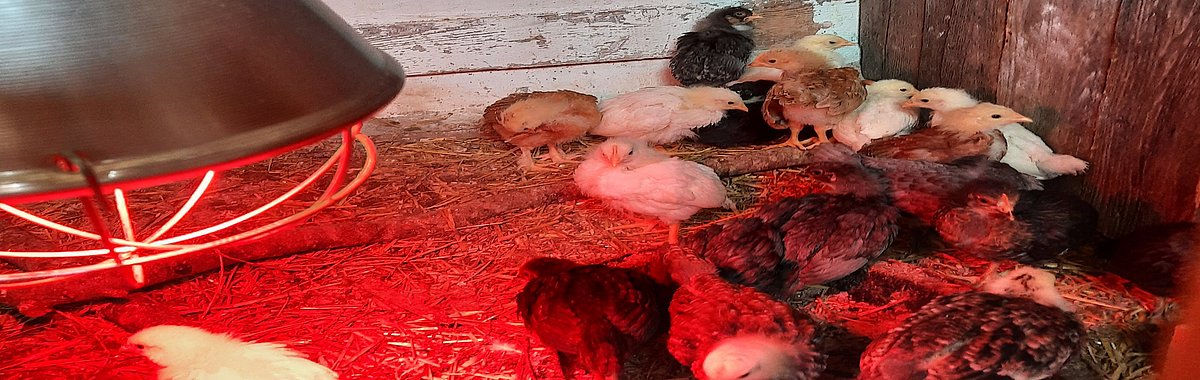 Alle Küken sind geschlüpft.