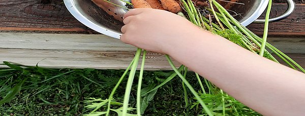Beim Karotten ernten.