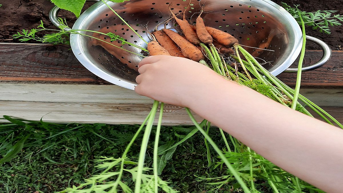 Beim Karotten ernten.