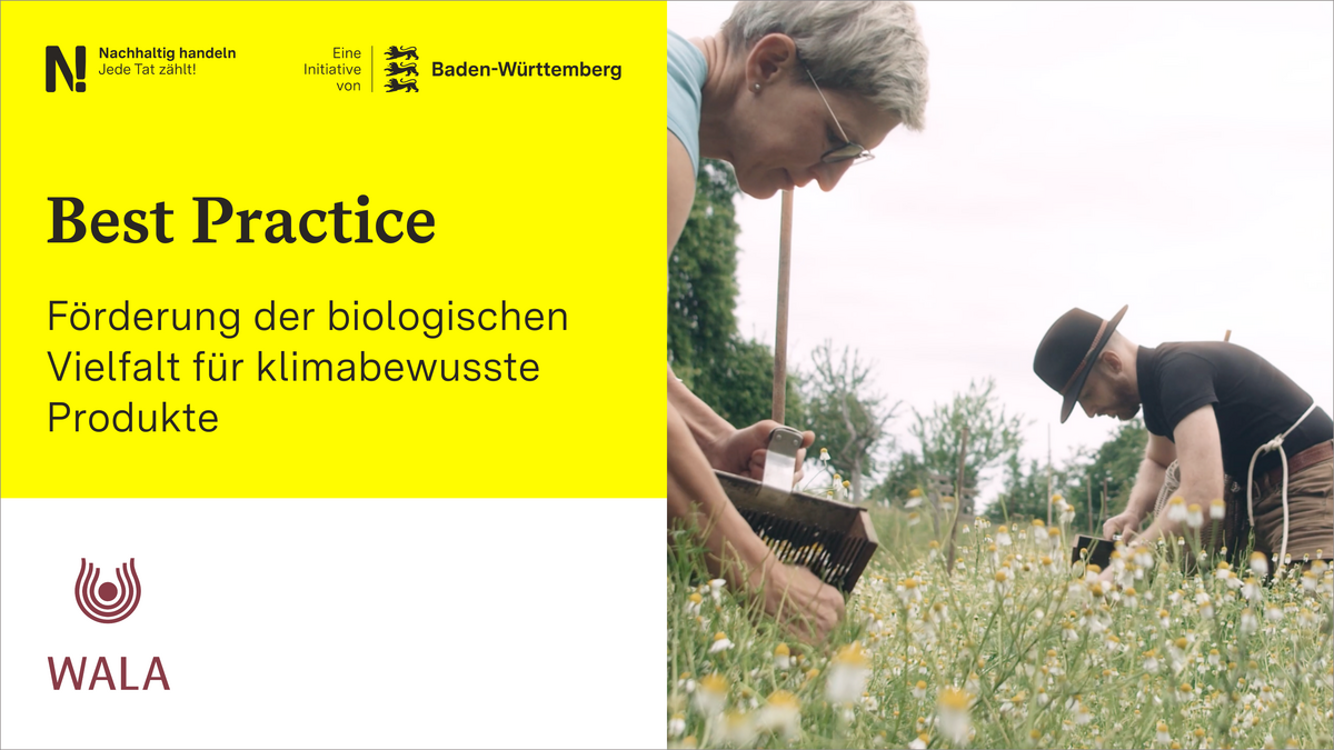 Links schwarzer Text auf gelbem Hintergrund „Best Practice, Förderung der biologischen Vielfalt für klimabewusste Produkte", darunter das WALA Logo, rechts zwei Menschen, die Kamillenblüten pflücken..