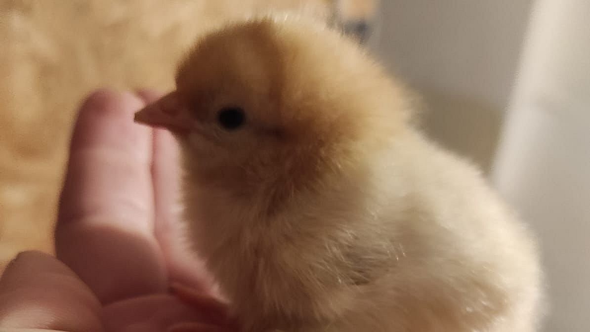 Unser erstes Küken.