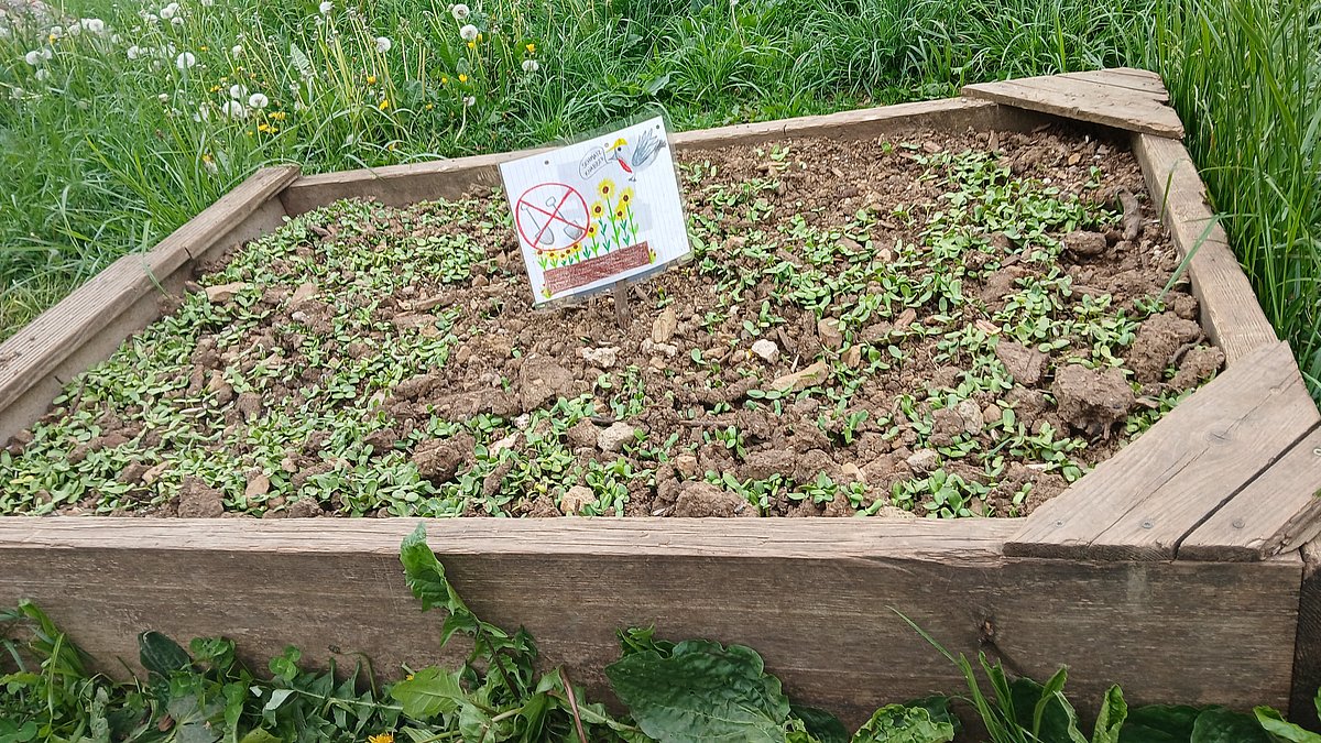 Damit wir nicht so viel Vogelfutter kaufen müssen, kamen die Kinder auf die Idee, selber welches anzubauen, weswegen wir viele Sonnenblumen gepflanzt haben.