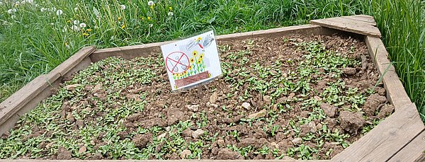 Damit wir nicht so viel Vogelfutter kaufen müssen, kamen die Kinder auf die Idee, selber welches anzubauen, weswegen wir viele Sonnenblumen gepflanzt haben.