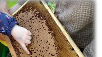 Kinder staunen über die Wabe.