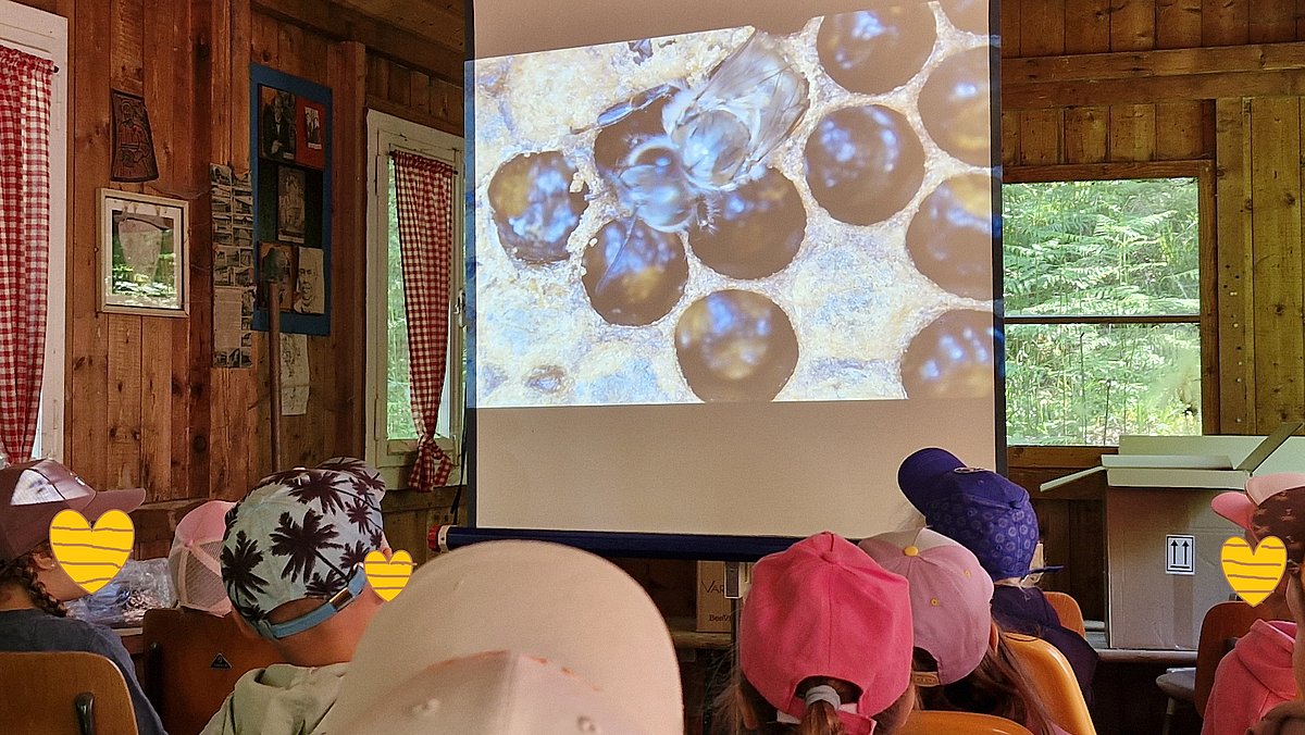 Bei unserem Imker die Bienen beim Schlüpfen beobachten.