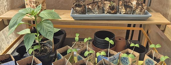 Die ersten selbstgezogenen Pflanzen in diesem Jahr.