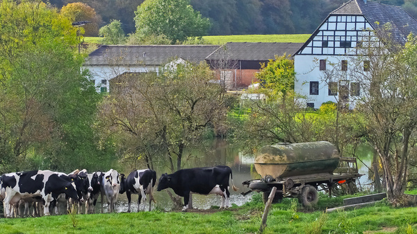 Eine Herde Kühe grast auf einer Weide. Hinter den Kühen liegt ein kleiner Weiher, dahinter erstreckt sich der Bauernhof.