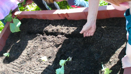 Unser Hochbeet wird neu bepflanzt. 