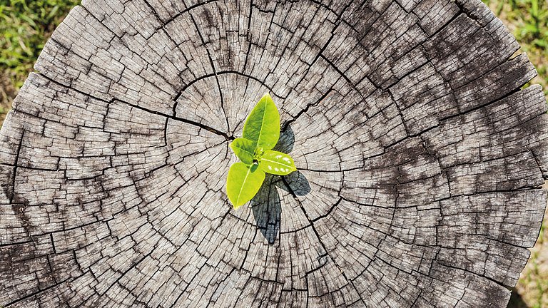 Ein grünes Blatt wächst aus einem Baumstamm.