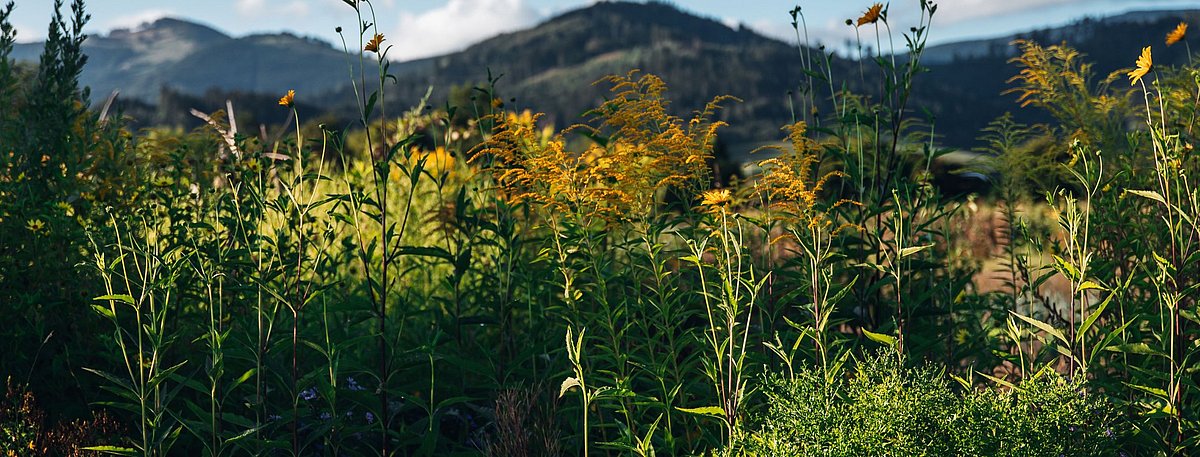 Farbfoto einer Wiese mit hohen Pflanzen. Im Hintergrund bewaldete Berge unter blauem Himmel mit weißen Wolken.