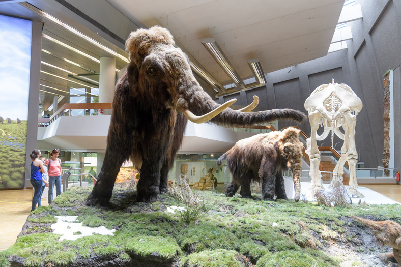 Aufnahme aus dem Museum mit ausgestopften Mammuts