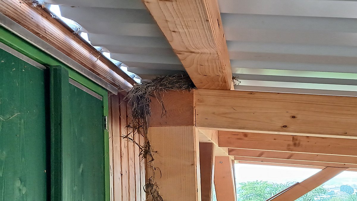Unter dem Vordach einer unserer Bauwägen hat sich ein Vogelpaar eingenistet und brütet dort momentan.