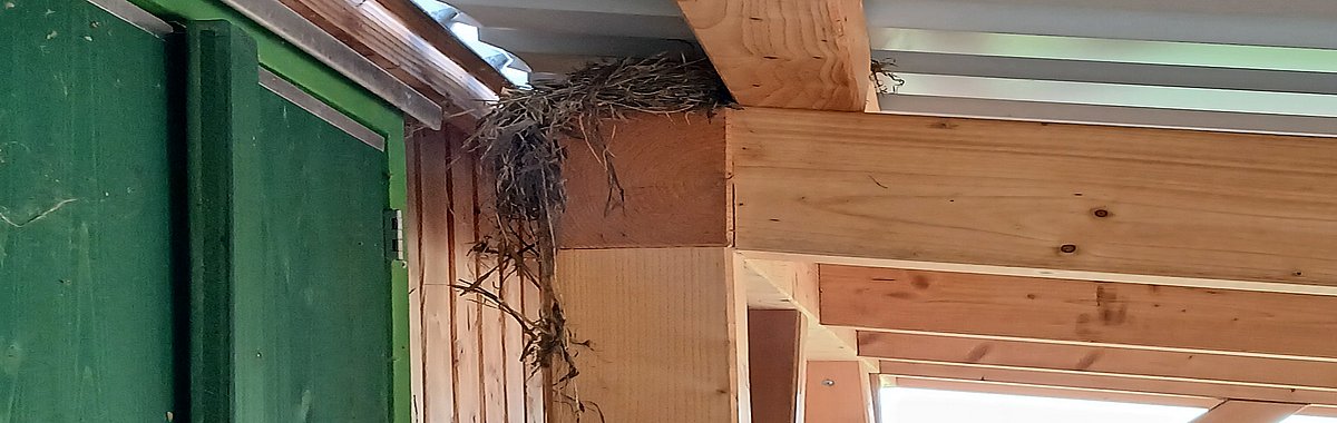 Unter dem Vordach einer unserer Bauwägen hat sich ein Vogelpaar eingenistet und brütet dort momentan.