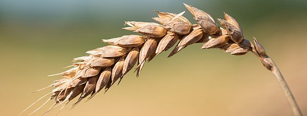 Ein einzelne, reife Ähre des Dickkopfweizens.