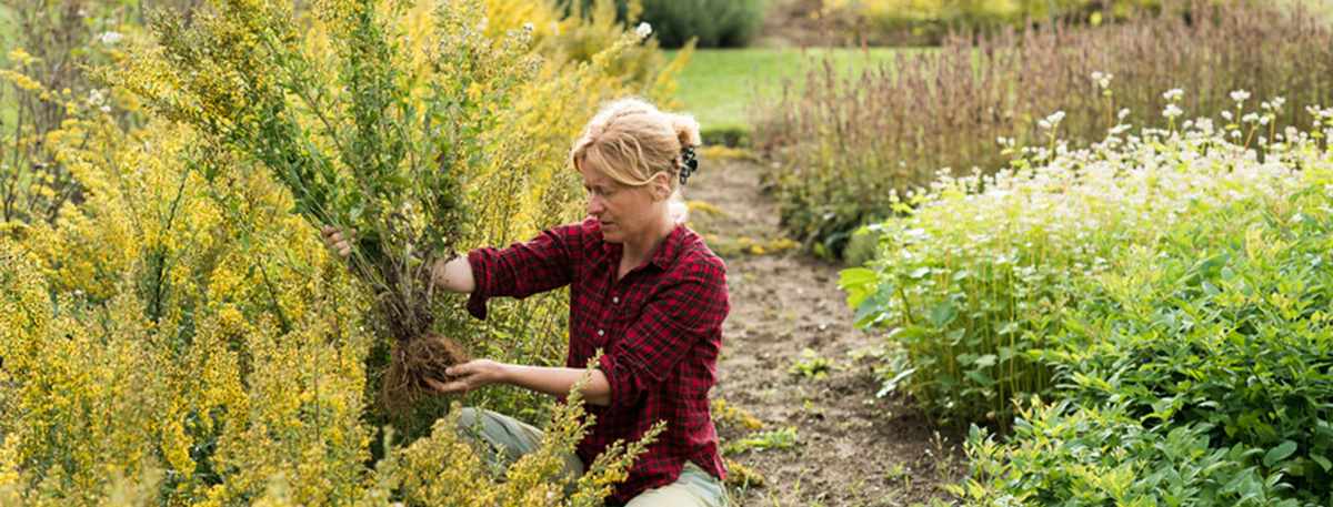 Ein Frau hat ein große Heilpflanze aus einem Beet im Heilpflanzengarten in Schwäbisch Gmünd ausgegraben.